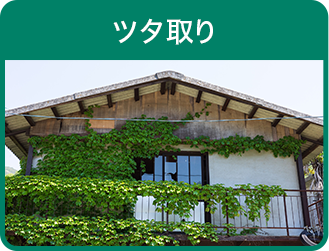 ツタ取り